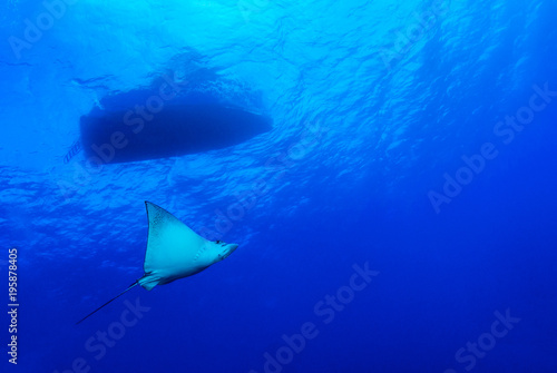 A blue spotted eagle ray can be seen gliding through the water beneath a scuba dive boat. These gracefull creatures enjoy the tropical water of the Caribbean sea. © drew