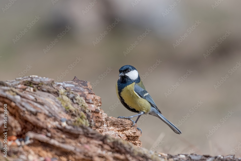Cute Great tit (Parus major) bird in yellow black color sitting on tree branch Cute Great tit (Parus major) bird in yellow black color sitting on tree branch