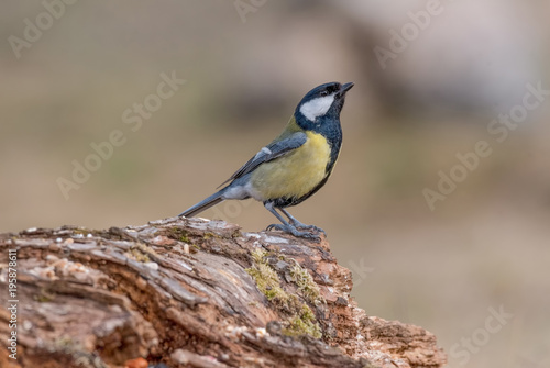 Cute  Great tit (Parus major) bird in yellow black color sitting on tree branch © popovj2