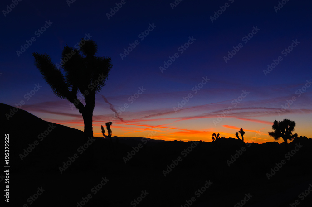 Sunset in the Joshua National forest with silhouettes of the joshua trees