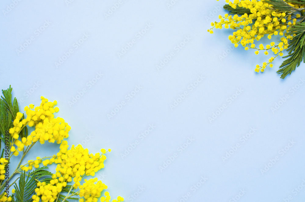 Spring yellow flower mimosa on blue background. Natural spring background with copy space. Easter decoration. Top view Flat Lay