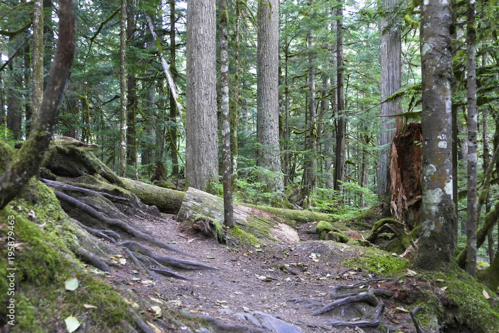 Forest of Deception Pass State Park in Washington State Forest of Deception Pass State Park in Washington State