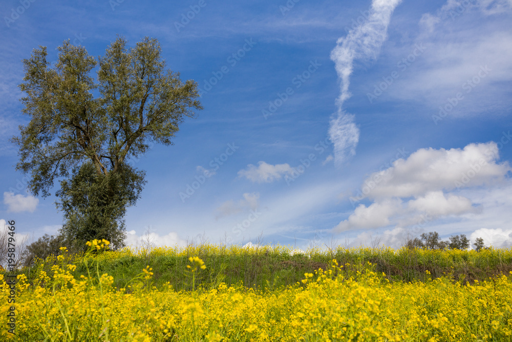 Spring landscape with beautiful yellow dandelions