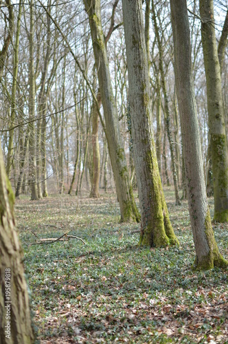 Wald