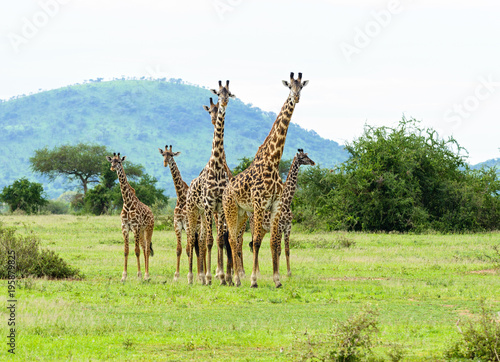 Closeup of Masai Giraffe (Giraffa camelopardalis tippelskirchi or "Twiga" in Swaheli) image taken on Safari located in the Serengeti National park,Tanzania