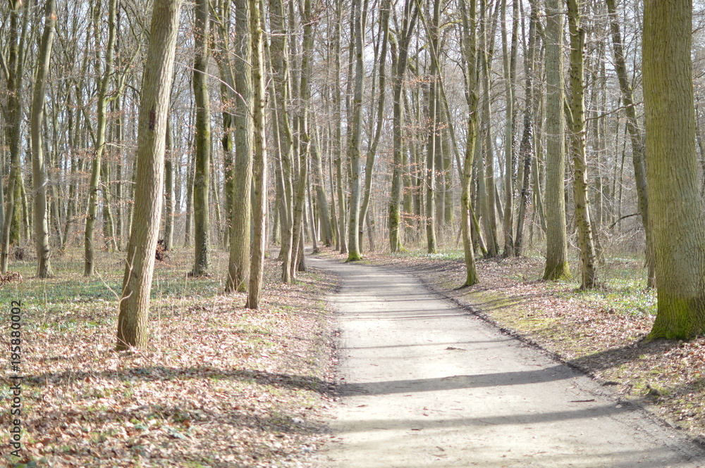Waldweg Waldweg