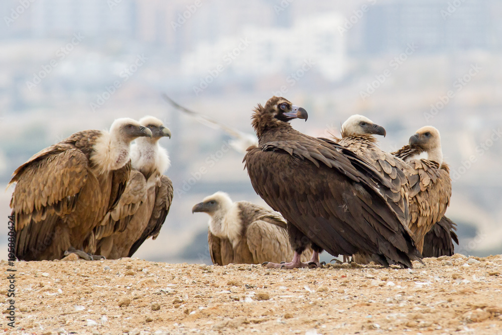 Fototapeta premium a black vulture perched