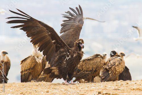 a black vulture perched