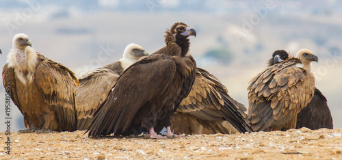 Obraz na plátně a black vulture perched
