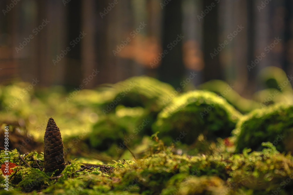 Pine cone on the mossy ground in a sunny forest - background, illustration concept Pine cone on the mossy ground in a sunny forest - background, illustration concept