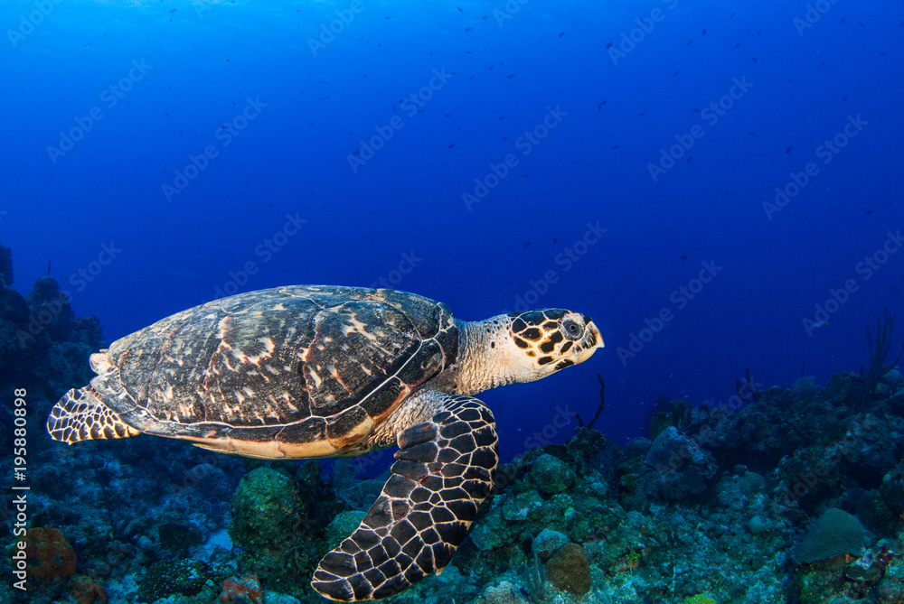 A hawksbill turtle is at home on the tropical reef in the Cayman Islands. This creature likes the deep warm blue water that surrounds him in this underwater image