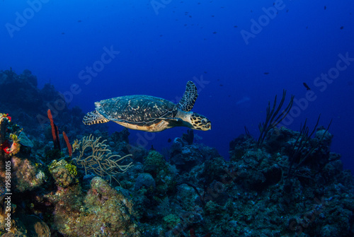 Fototapeta Naklejka Na Ścianę i Meble -  A hawksbill turtle is at home on the tropical reef in the Cayman Islands. This creature likes the deep warm blue water that surrounds him in this underwater image