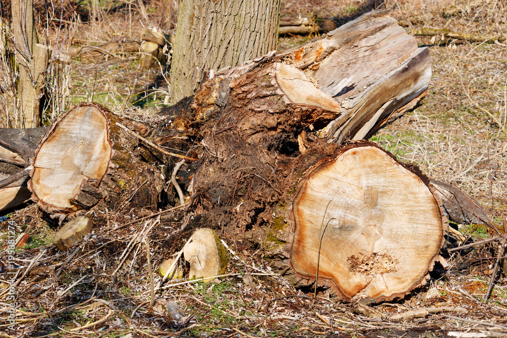 Stumps of cut down old trees in the forest. Wildlife conservation Stumps of cut down old trees in the forest. Wildlife conservation
