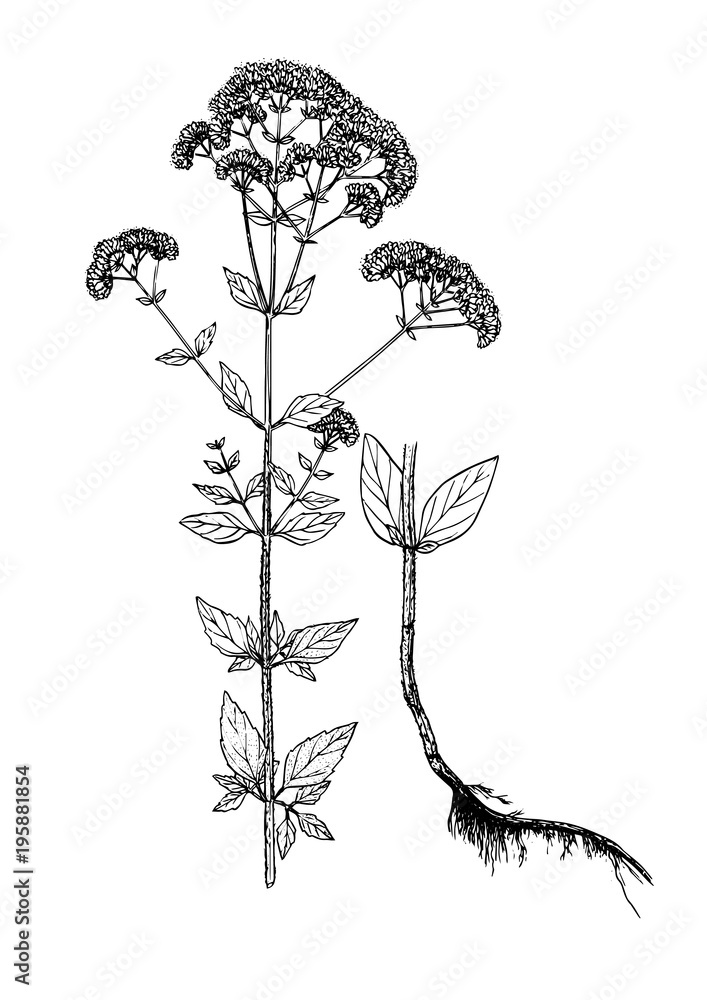 Fototapeta premium szkic botaniczny origanum vulgare