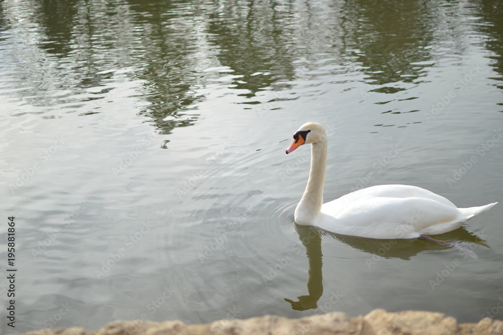 Obraz premium Schwan