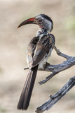 Southern Red-billed Hornbill in Sabi Sands Game reserve in the Greater Kruger Region in South Africa