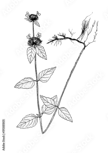 clinopodium vulgare sketch