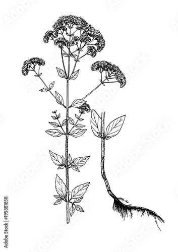 origanum vulgare botanical sketch