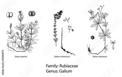 set of botanical illustration
