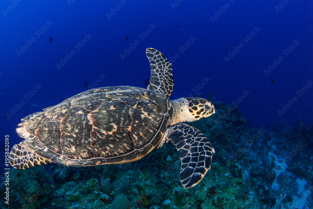 Obraz premium A hawksbill turtle is at home on the tropical reef in the Cayman Islands. This creature likes the deep warm blue water that surrounds him in this underwater image