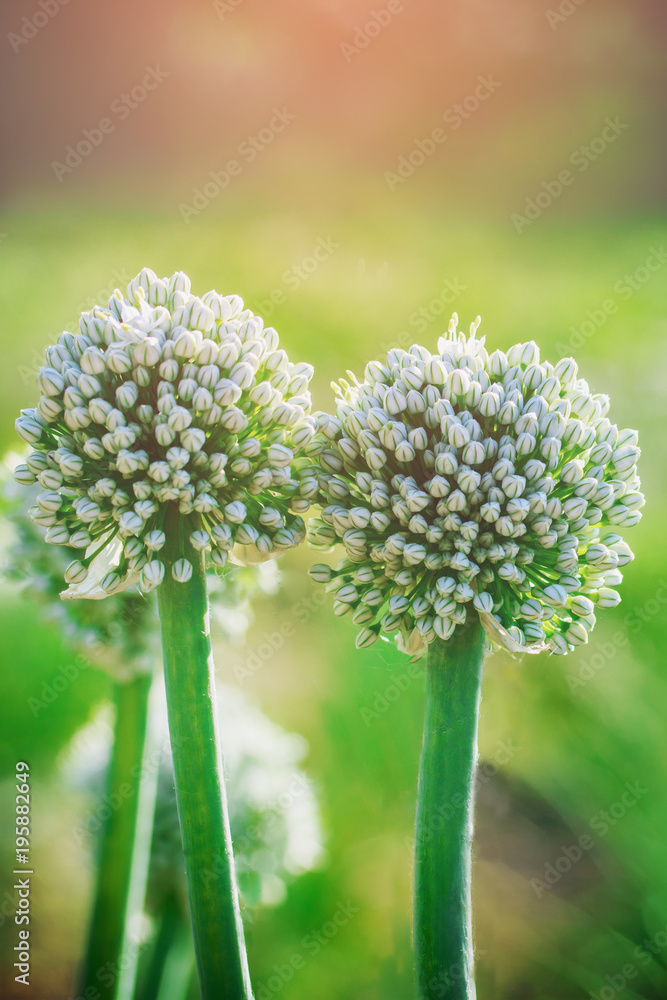 Decorative flowering edible onion in the garden. Allium schoenoprasum. Decorative flowering edible onion in the garden. Allium schoenoprasum.