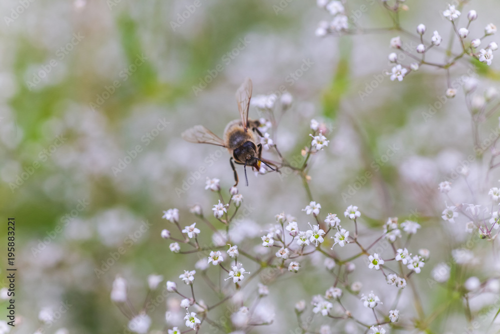Foto de Bee collect nectar on white small flower Gypsophila paniculata
