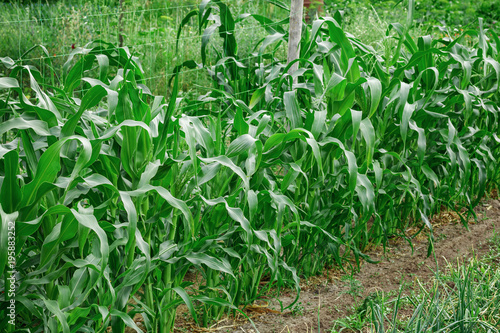 Cultivation of corn. Organic agriculture