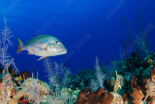 A mutton snapper is surveying his habitat looking for his next meal. This big silver fish is at home in the warm tropical water of the Caribbean sea.