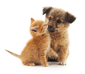 Kitten and puppy.