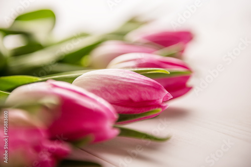 Fototapeta Naklejka Na Ścianę i Meble -  pink tulips on white background spring easter mother´s day, international woman´s day, oth of march concept 