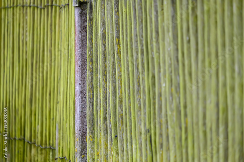 Moss on wooden fence