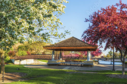 Flowering crabapples signify springtime in the park