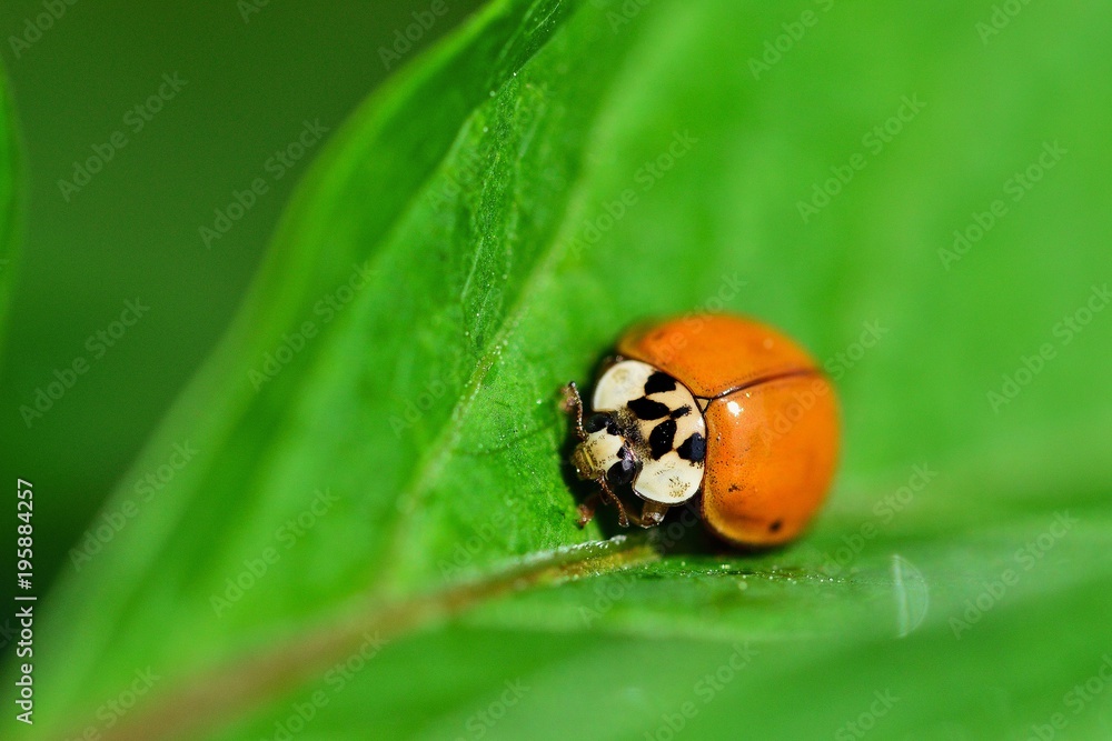 Ladybug Ladybug