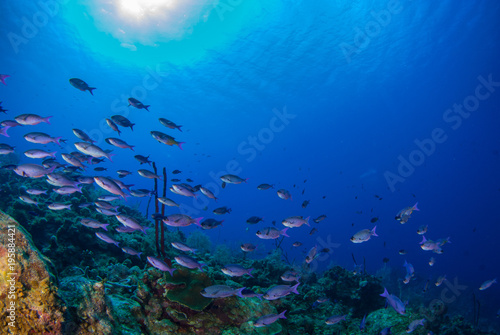 A school of blue chromis can be seen enjoying their natural habitat in the deep blue water of the Caribbean sea. These reef creatures are at home close to the coral