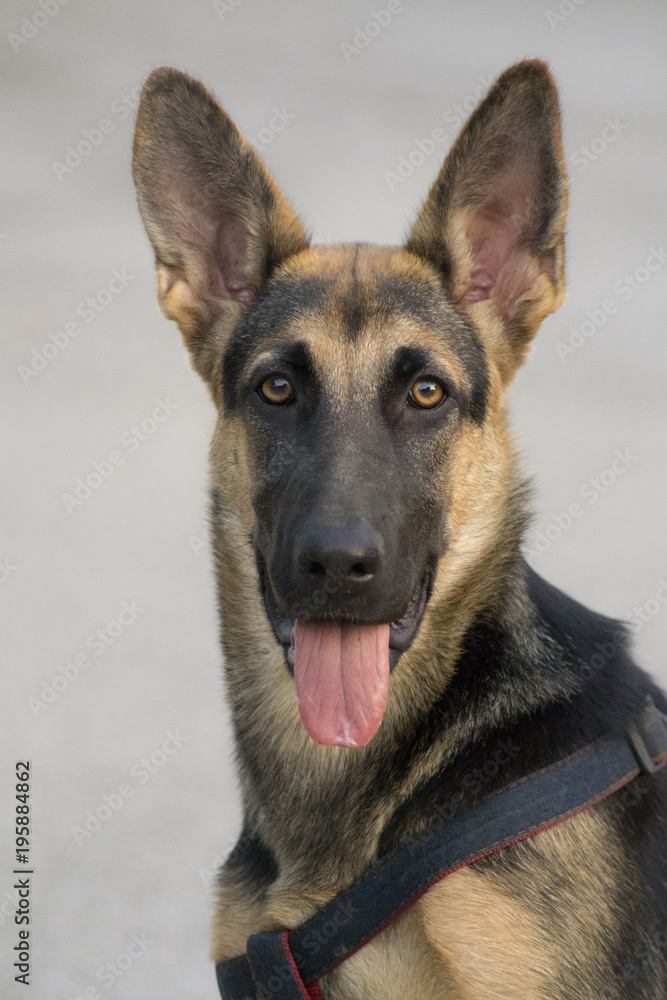 mirada de un perrro mirada de un perrro