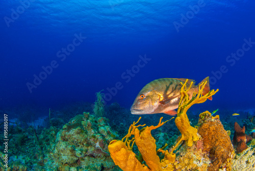 A mutton snapper can be seen swimming throughout its natural habitat on the tropical caribbean reef. This fish is suited to the warm water and can be seen clearly due to the clenliness of the water