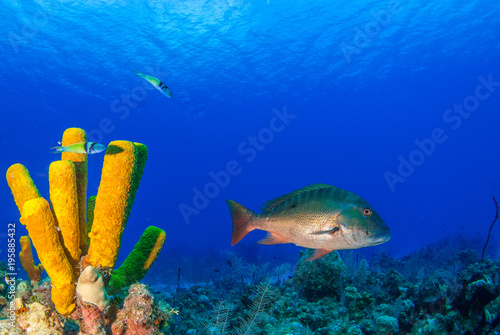 A mutton snapper can be seen swimming throughout its natural habitat on the tropical caribbean reef. This fish is suited to the warm water and can be seen clearly due to the clenliness of the water