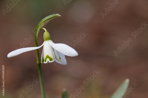 The first spring flower is a snowdrop. Fragile gentle first spring white flower. Snowdrop is a rare flower. Spring background or texture.