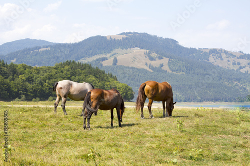 Three horses grazing on green pasture in Carpathian mountain valley. White and brown horses feeding on the meadow. Concept of power. 