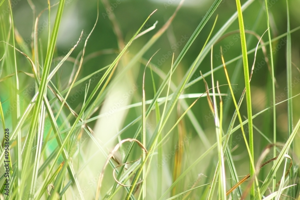 Obraz premium Blur the leaves of grass in nature.