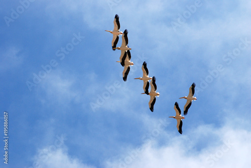Pelicans in the sky