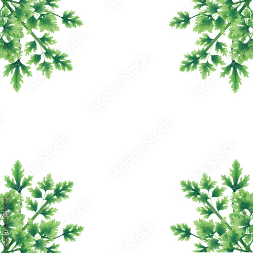 Green parsley leaves at the borders of the illustration. Bouquets in the corners. Inside an empty white background. Decoration. © radionastya