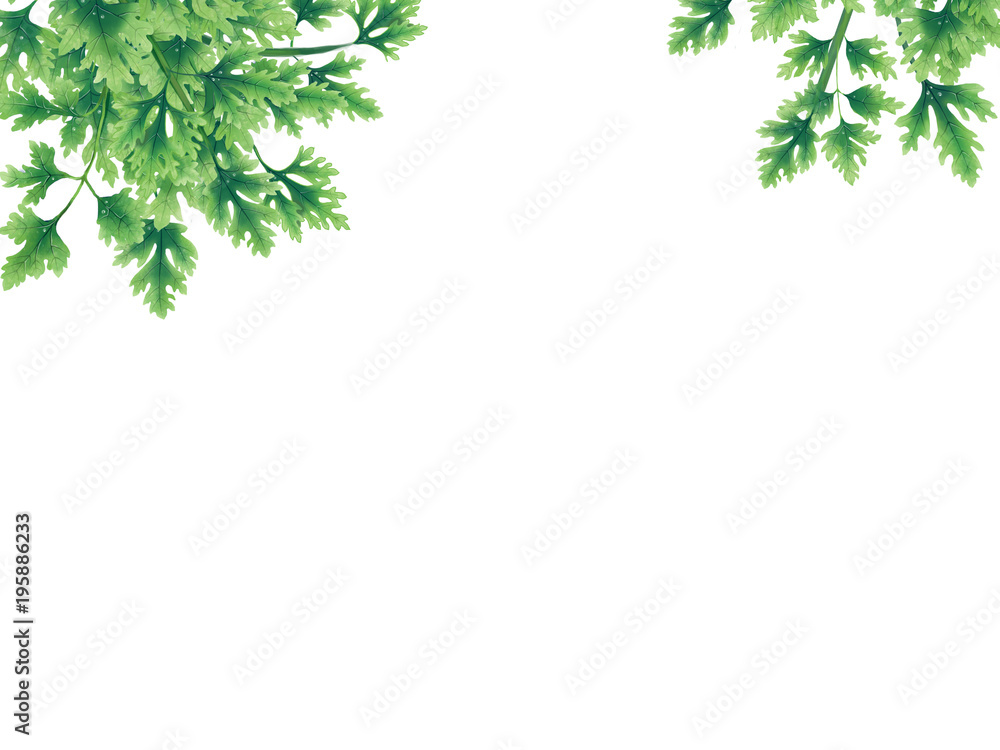 Green parsley leaves at the borders of the illustration on the top. Inside an empty white background. The vegetation grows on top. Hanging leaves and branches. Green parsley leaves at the borders of the illustration on the top. Inside an empty white background. The vegetation grows on top. Hanging leaves and branches.