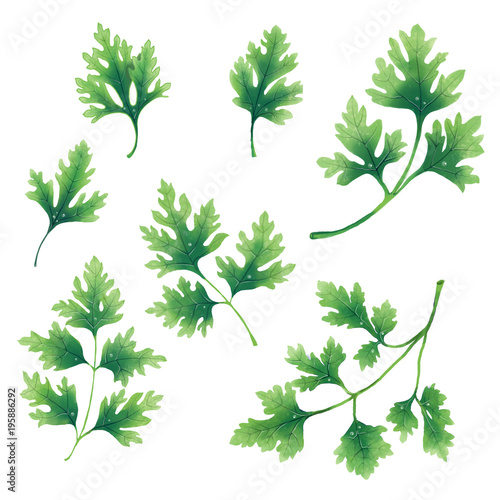 A set of twigs and leaves of parsley. Isolated illustration on white background.