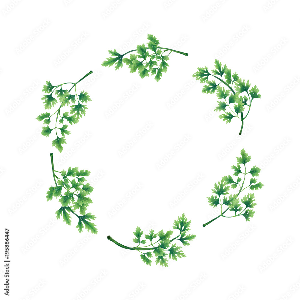Illustration. Wreath of parsley leaves isolated on white background. Decoration for the logo. Illustration. Wreath of parsley leaves isolated on white background. Decoration for the logo.