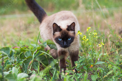 Siamese cat for a walk. A cat in the village in the garden.