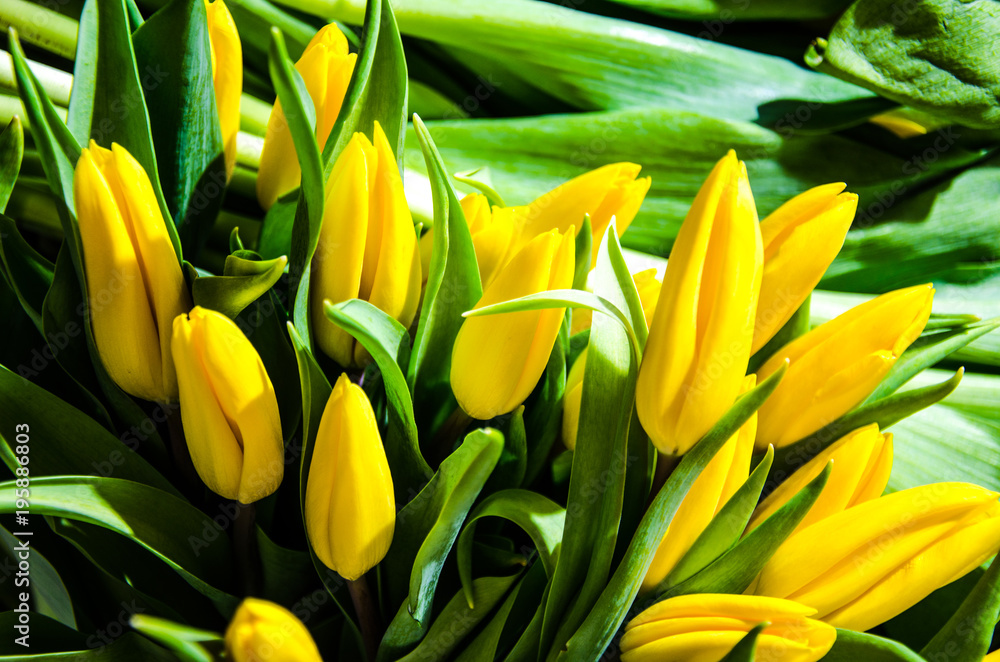 yellow tulips against the background of leaves yellow tulips against the background of leaves