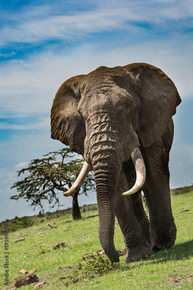Fototapeta premium Male bull elephant roams in the Maasai Mara, Africa