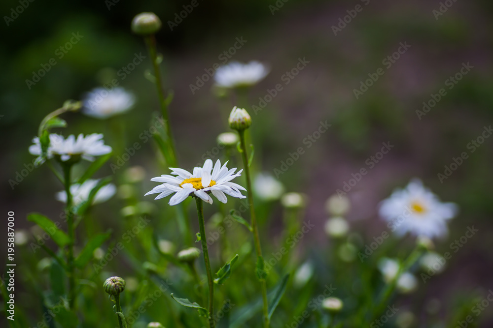 Leucanthemum maximum Shasta daisy max chrysanthemum Crazy Daisy daisy Leucanthemum maximum Shasta daisy max chrysanthemum Crazy Daisy daisy