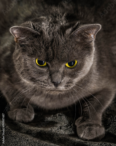 Fototapeta Naklejka Na Ścianę i Meble -  Beautiful russian blue cat with green eyes pose on the dark background